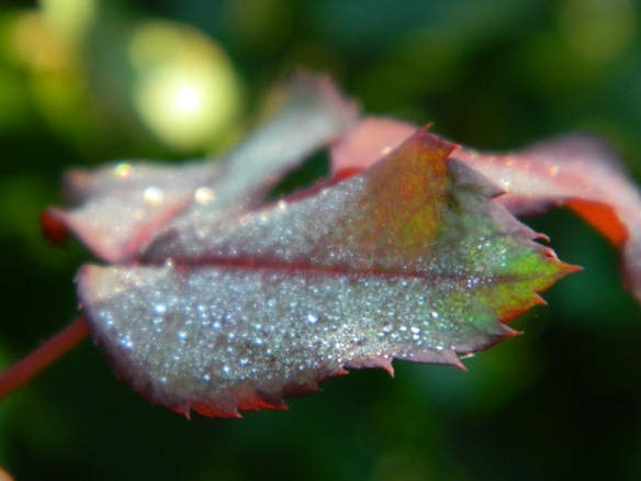 Rose Petal Dew